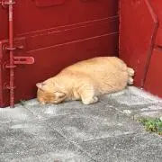 スノウの画像