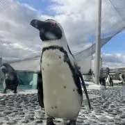 あさの画像
