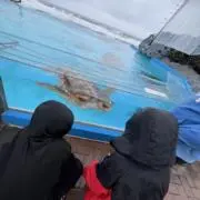 y