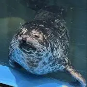 はーちゃんの画像