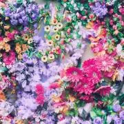 mihanの画像