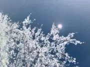 mamiの画像