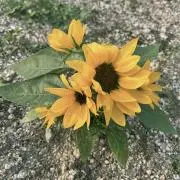 農活ボーイズの母の画像