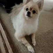 凛の画像