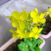7.8月発送中止　菜の花yellowの画像