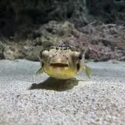 きんときの画像