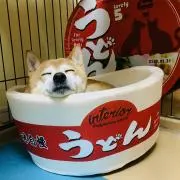 まめしば