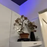 りんごの画像