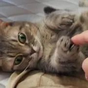 akoの画像