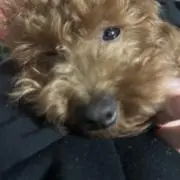 マグロ