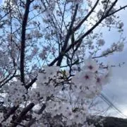ひまわりＳＨＯＰ/気まぐれゲリラセールの画像