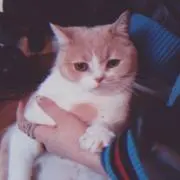 はゔぁの画像