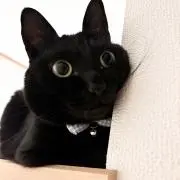 ★ねこねこ★の画像