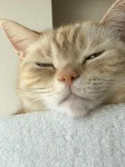 さんちんの画像
