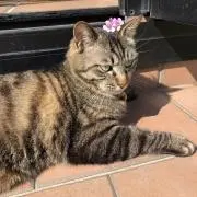 即購入OK めいめいの画像