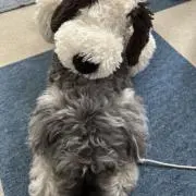 いぬ