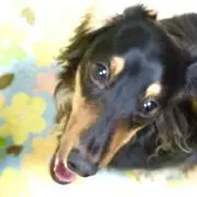 もかの画像
