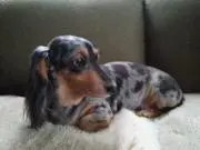 あおの画像