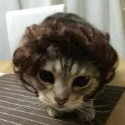 ☁︎ねこねこ☁︎の画像