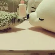 みゆき