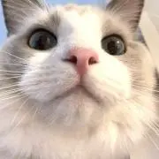 あの画像