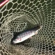 サカナスキーの画像