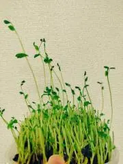 あーるの画像
