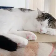 むぎの画像