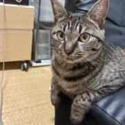 ぐるぐるミイの画像