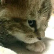 なつ  プロフ必読