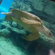 なちなち