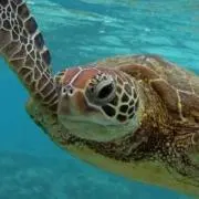 うりごめの画像