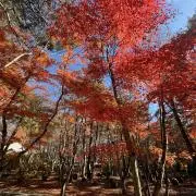 煌柊の画像