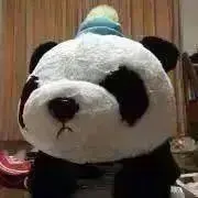 ぱんちゃんの画像
