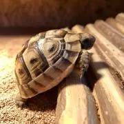 かめちよ