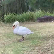 cocomの画像