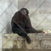 もんちっちの画像