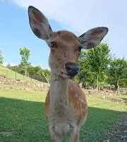 かこり★の画像