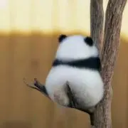 ぱんだ