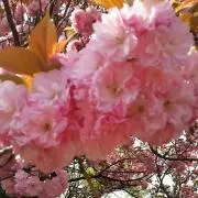 もこもこ