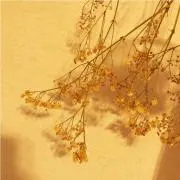 まるこの画像