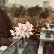 クァン　ハー