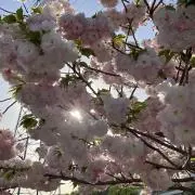 saku⭐︎の画像