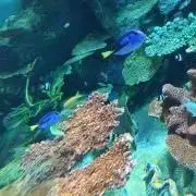 あかりんの画像
