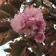 ミニヨンの画像