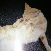 bubybonzの画像
