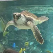 にのの画像