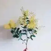 ♡さくらんぼ♡の画像