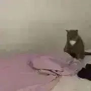 ‪\(ᯅ̈ )/‬の画像