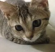 はるねこ【オーダーお休みしますの画像